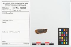 Foto von Rohhaut (NHMW-PRAE-125908)